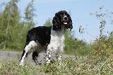 SPRINGER ANGLAIS (English Springer Spaniel)